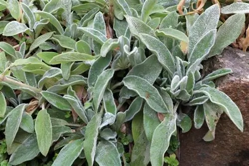 Wollziest - Stachys byzantina - Donkey's Ear