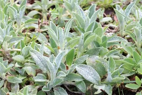 Wollzest, Stachys byzantina: Köpeğin kulak bakımı talimatları