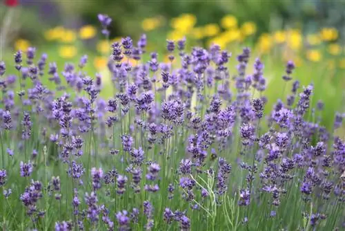 Лаванда - Lavandula angustifolia.