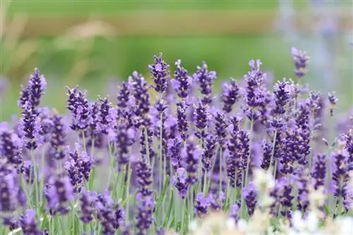 Лаванда - Lavandula angustifolia.