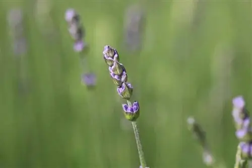 Kəsmə lavanda - Ən yaxşı vaxt nə vaxtdır?