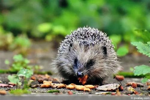 Hedgehog