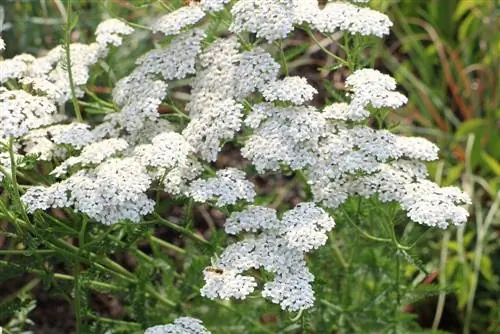 Pelašķi - Achillea