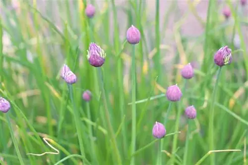 Chives blossom