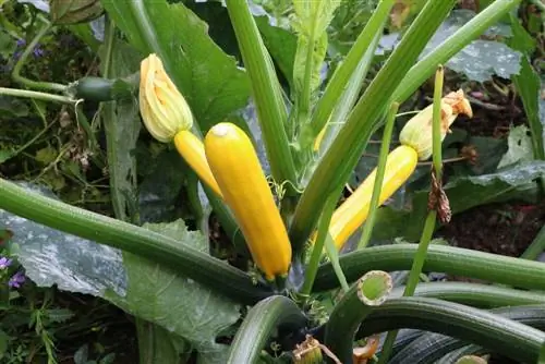 Namumulaklak ang zucchini