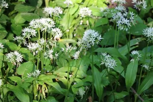 Wild garlic blossom