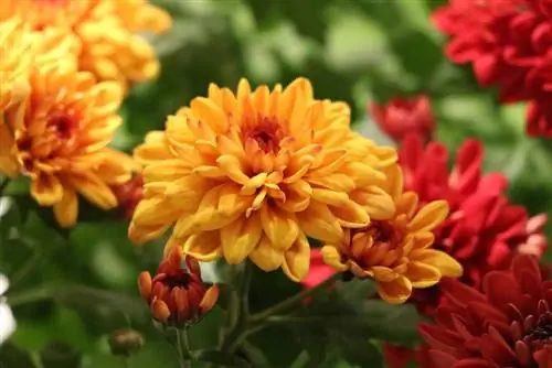 Chrysanthemum - Chrysanthemum