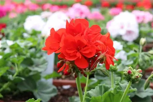 เจอเรเนียม - Pelargonium Pelargonium