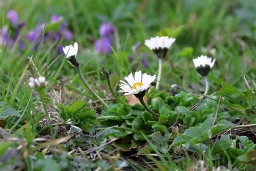 Papatyalar - Bellis