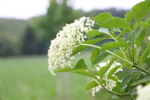 Fläderblommor