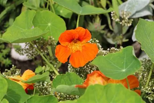 ผักนัซเทอร์ฌัม - Tropaeolum