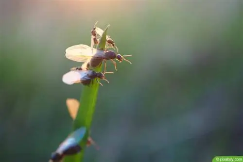 flying ants - flying ants