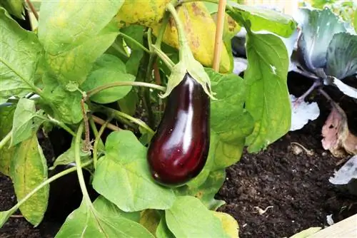 Er aubergine rå spiselig eller giftig?