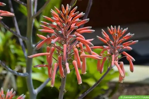 Aloe vera blomstrer: foto - Bruk av blomster