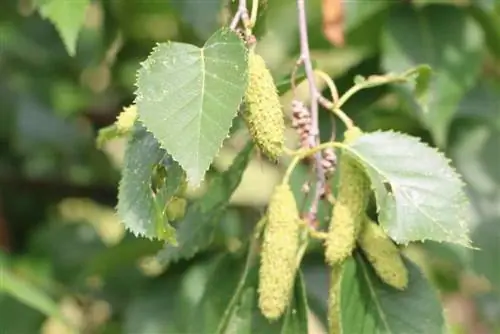 Листья березы (Betula)