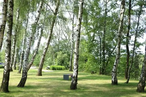 Brezy (Betula) - umiestnenie