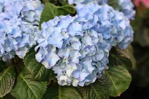 Hydrangea 'Verë e pafund'