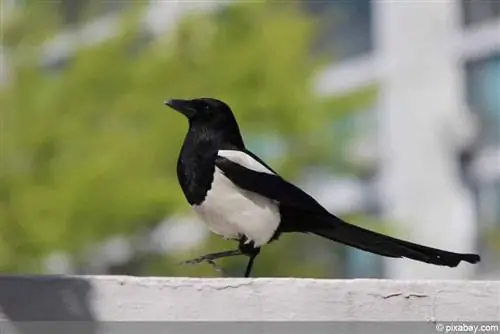 Recunoașterea excrementelor de magpie - Excremente de magpie cu poză