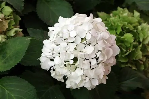 هورتانسیا - Hydrangea