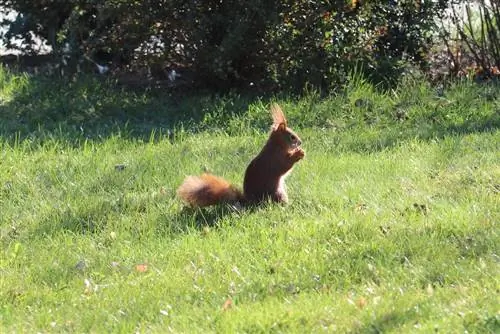 Recognizing squirrel droppings: typical appearance with a picture