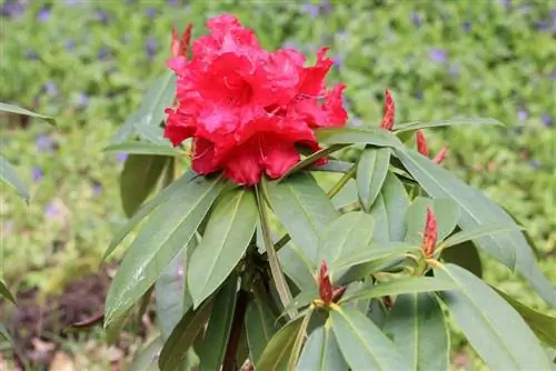 Rhododendron helye: 6 fontos kritérium