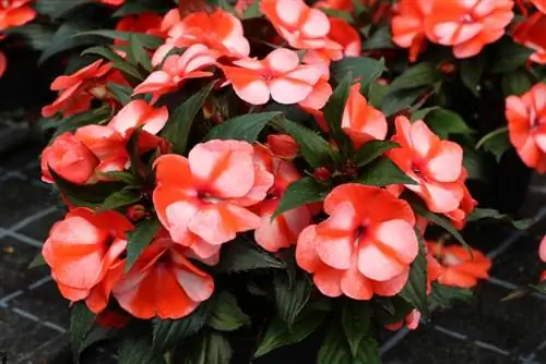 Begonia 'Dragon wing' - Begonia