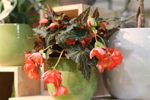 Miesto Begonia: 3 dôležité kritériá