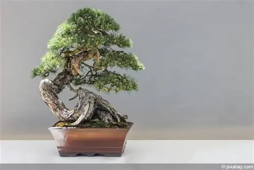 Pine as bonsai