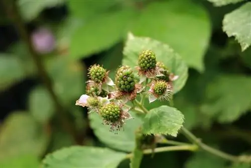 Ostružiník - Rubus sectio rubus