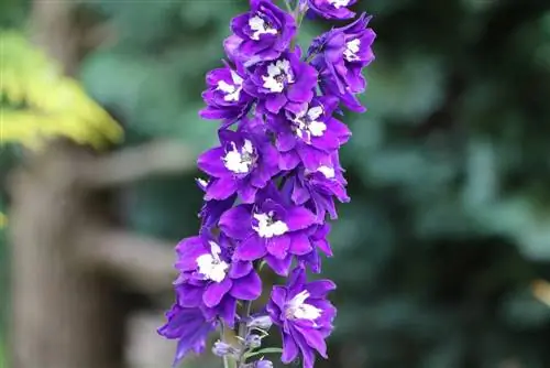 Larkspur (Delphinium)