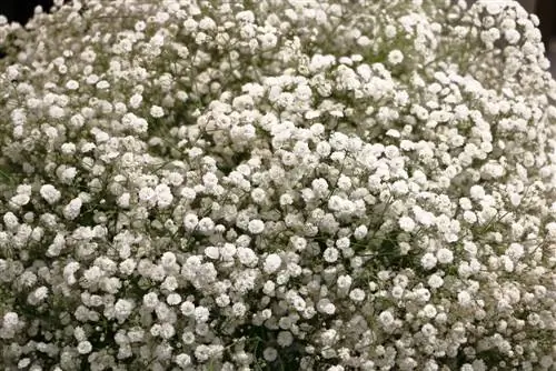 Gypsophile - Gypsophile