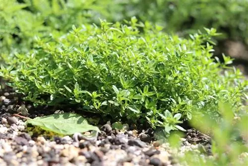 Thyme ya limao - Thymus citridorus