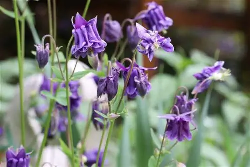 کلمباین (Aquilegia)