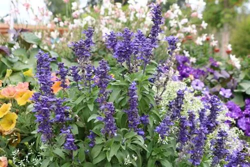 Nettle yenye harufu nzuri - Agastache