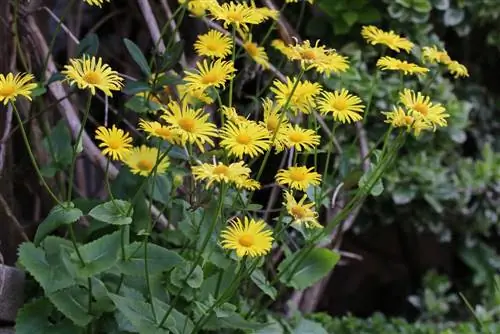 Mzizi wa Chamois - Doronicum