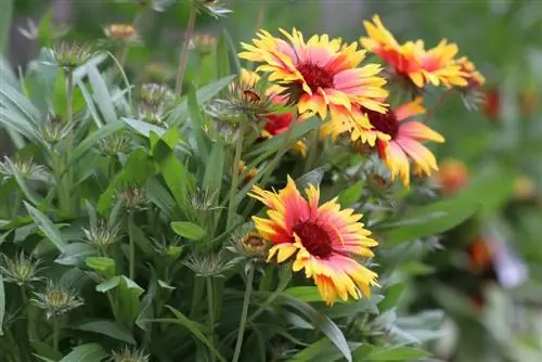 Maua ya Cockade (Gaillardia)