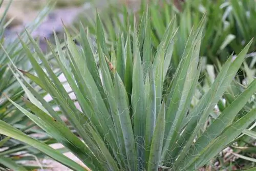 سوسن نخل رشته ای - Yucca filamentosa