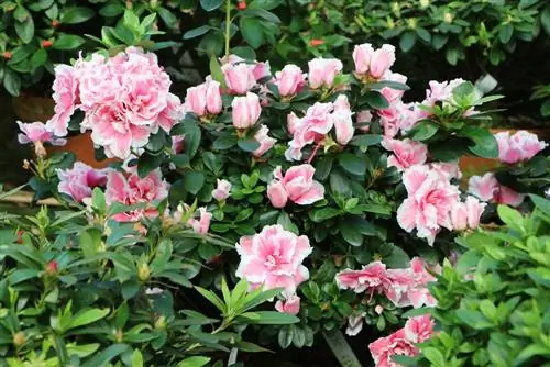 Τοποθεσία Azalea: 6 σημαντικά κριτήρια