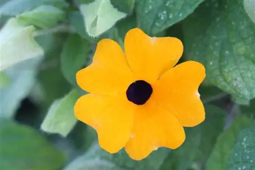 סוזן שחורת עיניים - Thunbergia alata