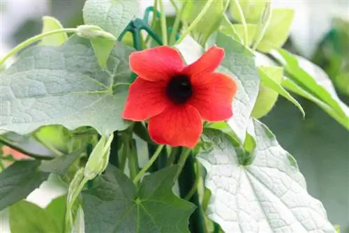 Mustasilmäinen Susan - Thunbergia alata