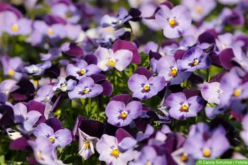 Szarvas ibolya - Viola cornuta