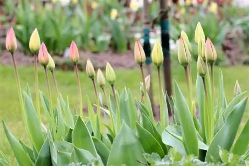 The perfect time to plant tulips in autumn