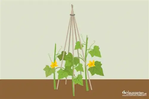 Rank Tipi para plantas de pepino