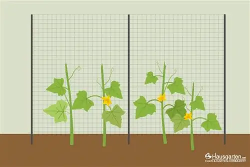 Salatalık tırmanma yardımcısı: ağ kafes