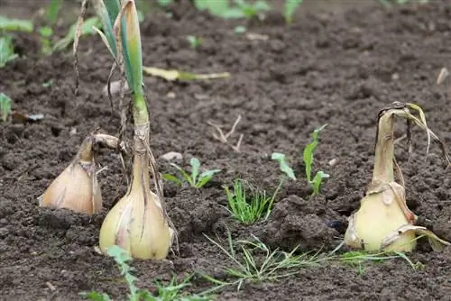 Cibuľa proti bodnutiu komármi