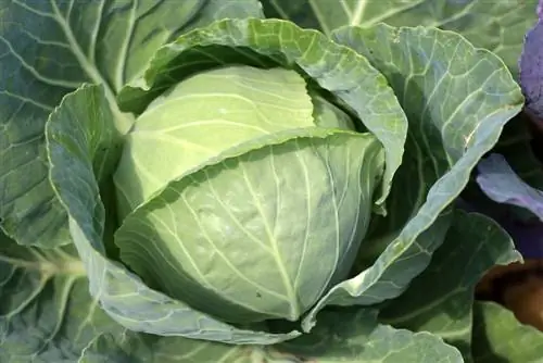 Ақ қырыққабат - Brassica oleracea