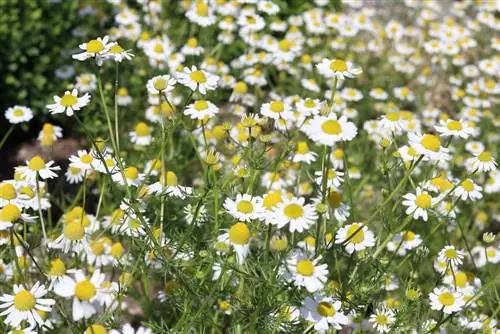 իսկական երիցուկ - Matricaria chamomilla