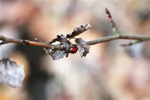 Uğur böceği