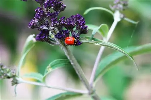 Que mangent et boivent les coccinelles ?