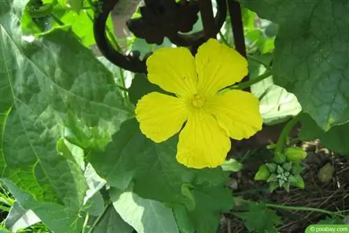 Kumara Luffa - cvet buče